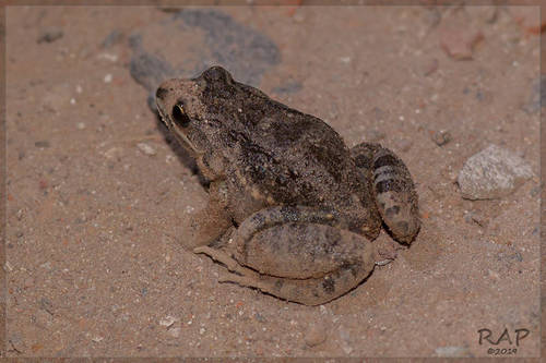 Oven Frog