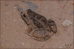 Oven Frog photo 2