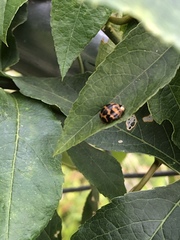 Harmonia axyridis