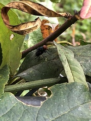 Diptera