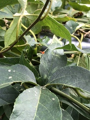 Zelus longipes