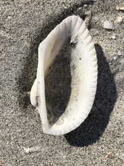 Anadara secticostata