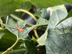 Zelus longipes