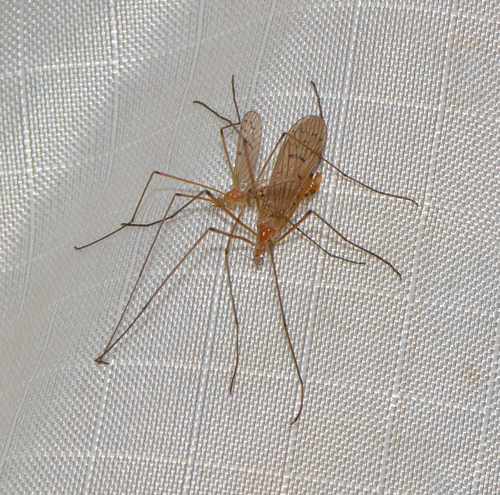 Unknown species found near Hamden, CT, USA - Lower Quarry