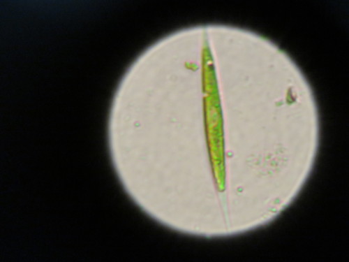 Chlorogonium
