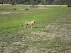 Lycalopex