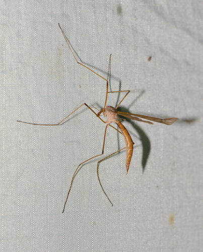 Unknown species found near Hamden, CT, USA - Lower Quarry