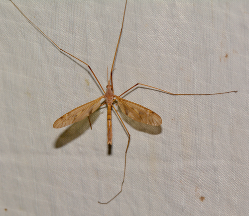 Unknown species found near Hamden, CT, USA - Lower Quarry