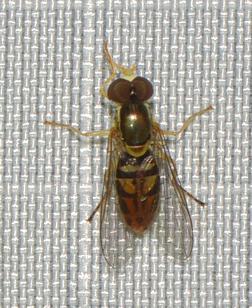 Unknown species found near Hamden, CT, USA - Lower Quarry