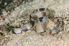 Nasal-Flap Moray photo 5