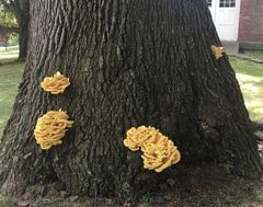 Laetiporus sulphureus