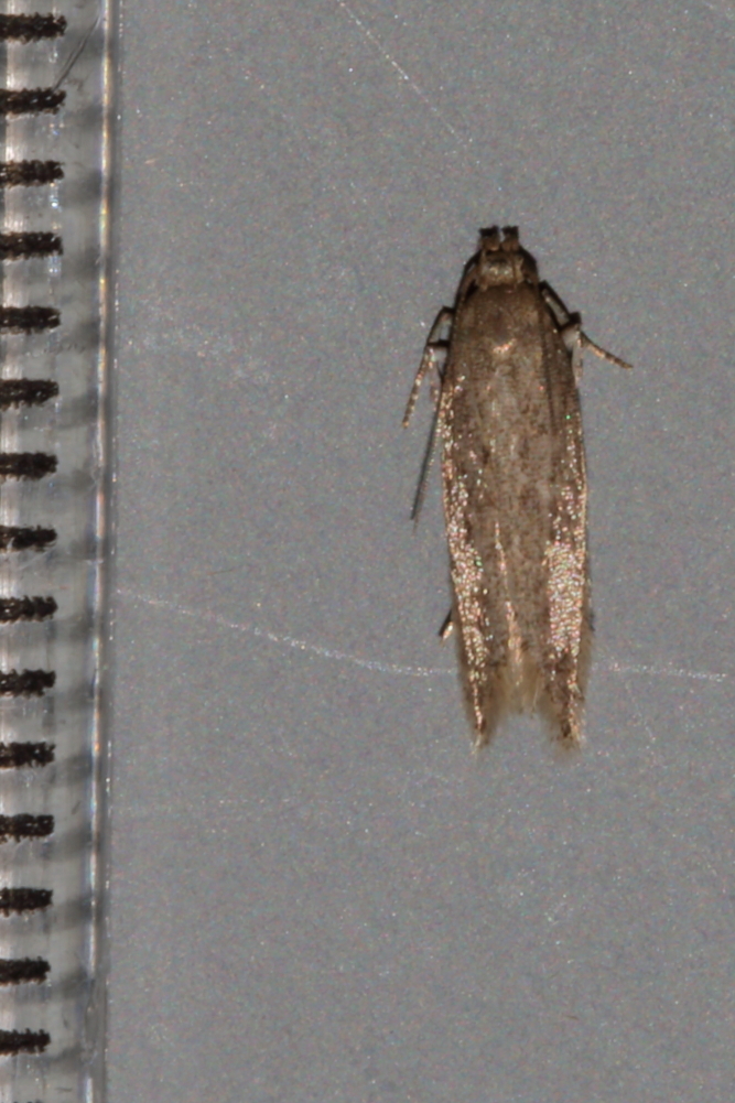 common sea groundling