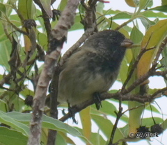 Camarhynchus parvulus