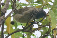 Camarhynchus parvulus