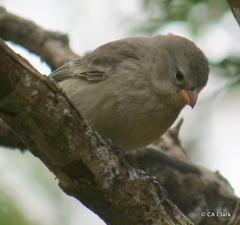 Camarhynchus parvulus