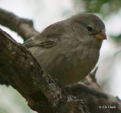 Camarhynchus parvulus