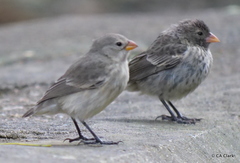 Camarhynchus parvulus