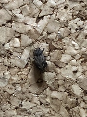 Listroderes difficilis
