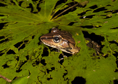 Lithobates brownorum
