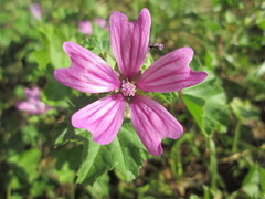 Malva sylvestris