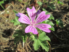 Malva sylvestris