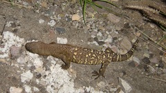 Heloderma exasperatum