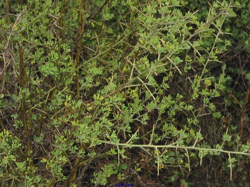 Spiny Broom