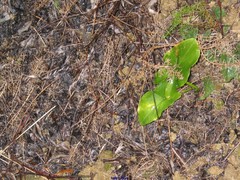Arisarum simorrhinum