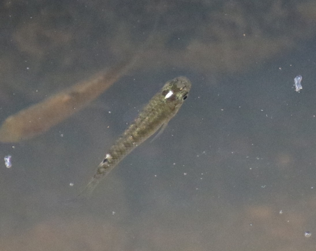 Kirchmayer's panchax (Aplocheilus kirchmayeri) — Aplocheilidae