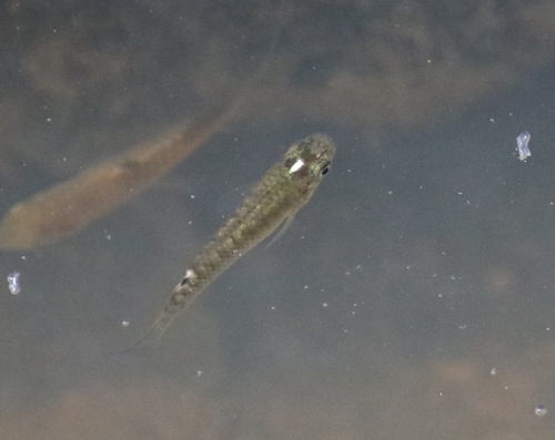 Kirchmayer's panchax (Aplocheilus kirchmayeri) — Aplocheilidae