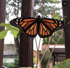 Danaus plexippus
