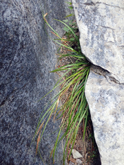 Carex cremnicola