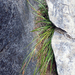 Carex cremnicola - Photo no hay derechos reservados, subido por Peter de Lange