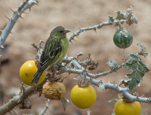 African Citril