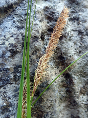 Carex cremnicola
