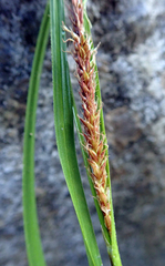 Carex cremnicola