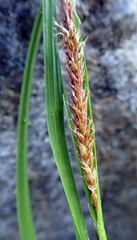 Carex cremnicola