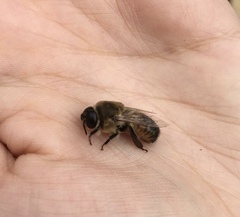 Apis mellifera