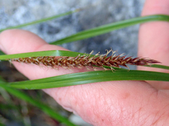 Carex cremnicola
