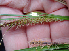 Carex cremnicola