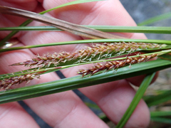 Carex cremnicola