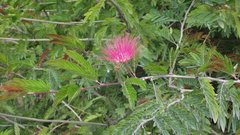 Calliandra haematomma
