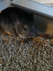 Chinchilla