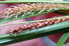 Carex cremnicola