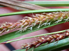Carex cremnicola