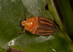 Ocoaxo lineatus