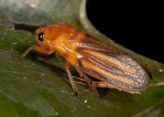 Ocoaxo lineatus