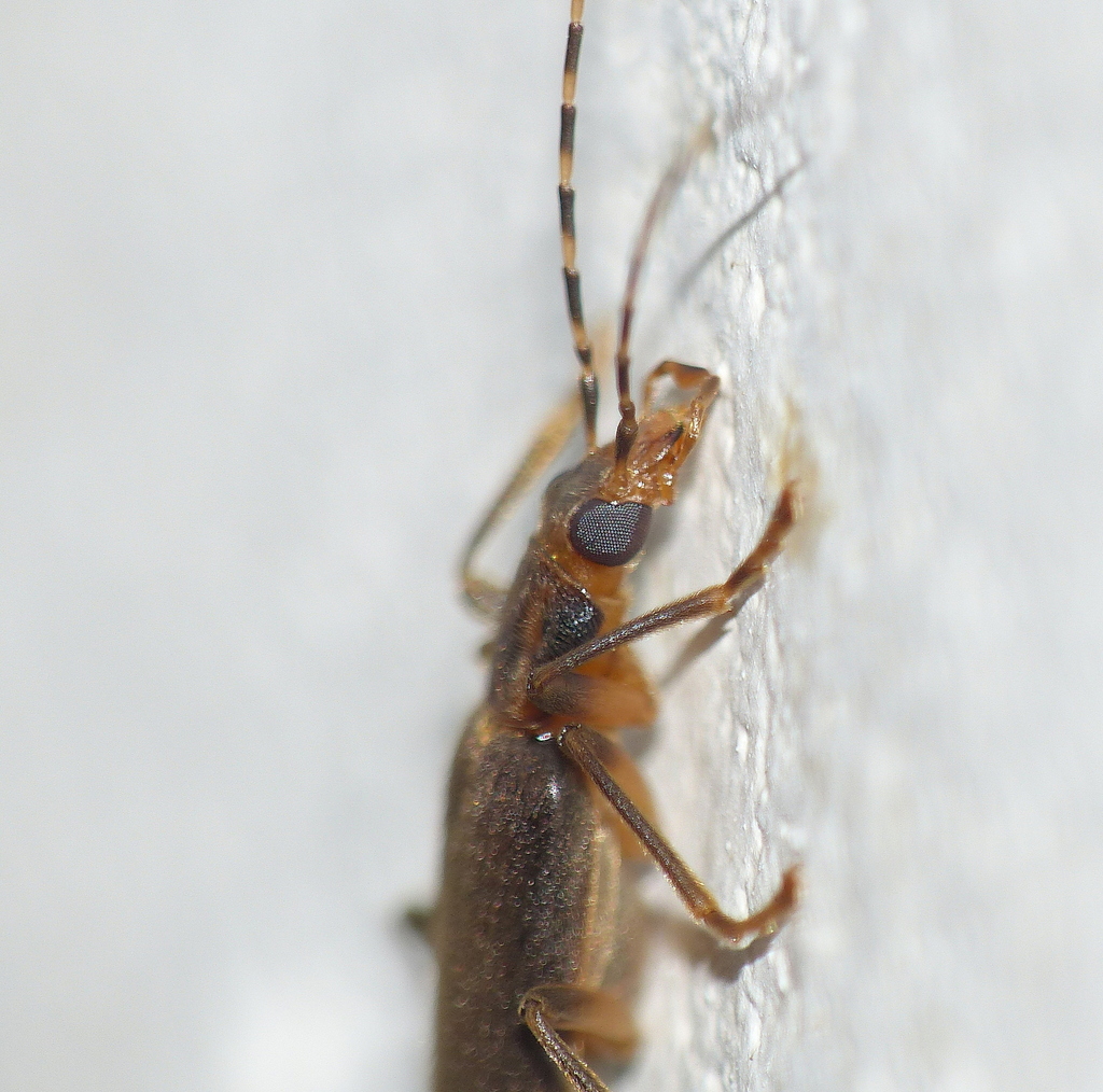 Nacatrorus hottentotus