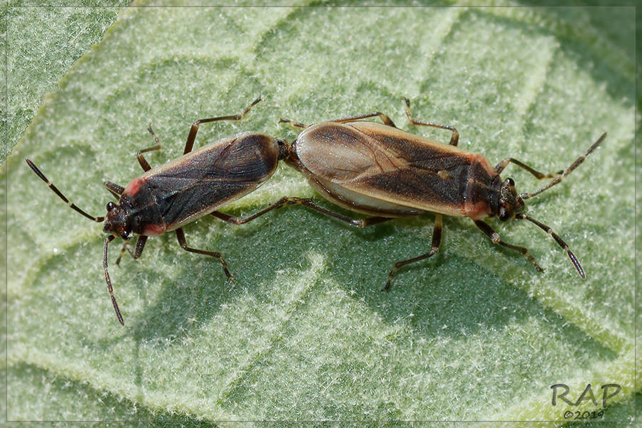 Acroleucus coxalis