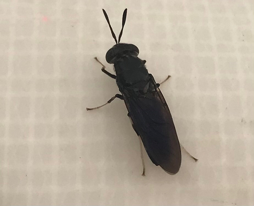 Unknown species found near Jefferson County, US-KY, US